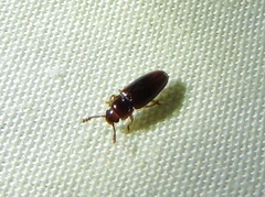 Languriinae