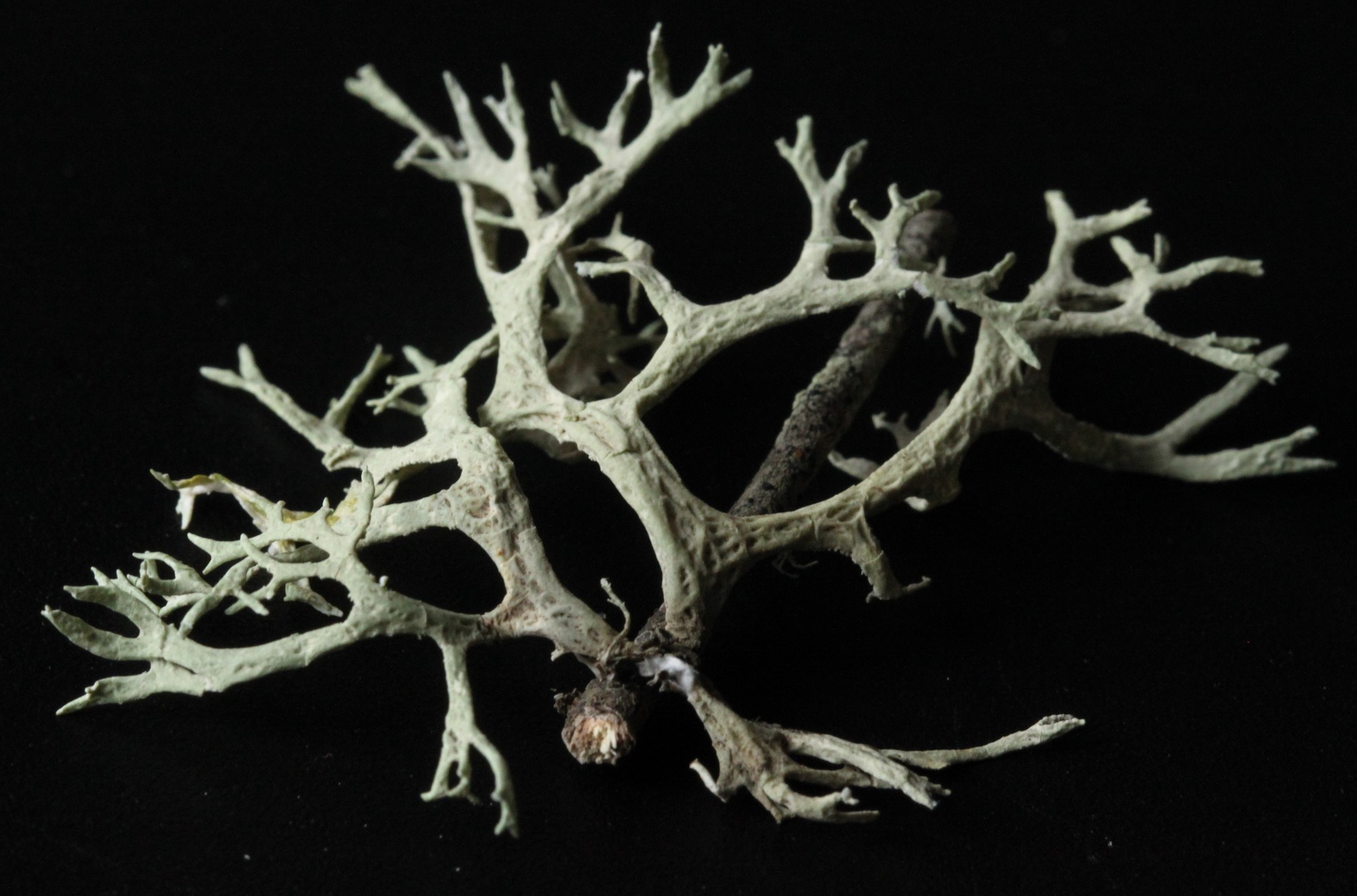 Evernia prunastri image