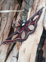 Rothschildia zacateca