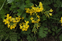 Securigera orientalis