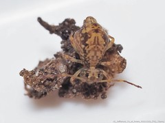 Ptenothrix australis