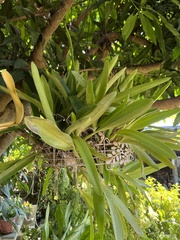 Aerides