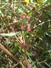 Haloragis heterophylla