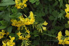 Securigera orientalis