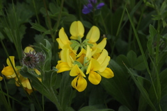 Securigera orientalis