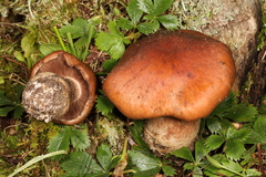 Cortinarius quercophilus