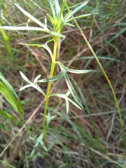 Haloragis heterophylla