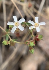 Horkelia wilderae
