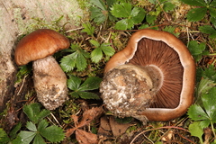 Cortinarius quercophilus