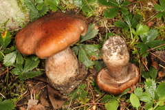 Cortinarius quercophilus