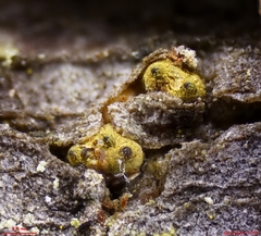 Thyronectroidea chrysogramma