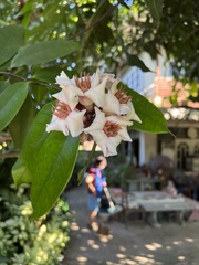 Strophanthus gratus
