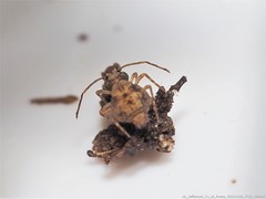 Ptenothrix australis