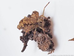 Ptenothrix australis