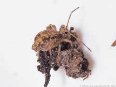 Ptenothrix australis