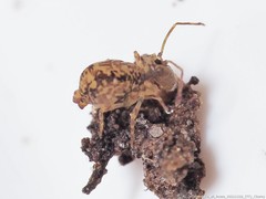 Ptenothrix australis