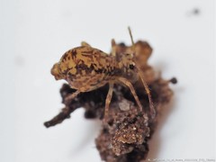 Ptenothrix australis