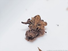 Ptenothrix australis