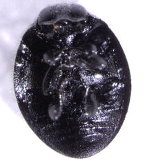 Telsimia subviridis