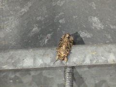 Spodoptera cosmioides