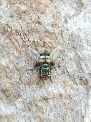 Chrysorutilia