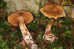Cortinarius pyrophyllus