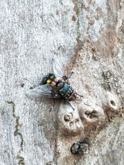 Chrysorutilia