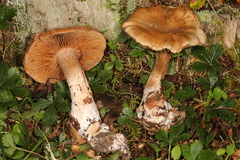 Cortinarius pyrophyllus
