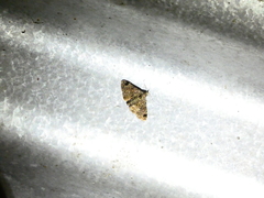 Metalectra paralappa