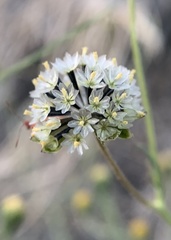 Picradeniopsis multiflora