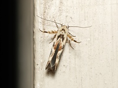 Stathmopoda melanochra