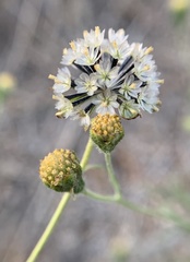 Picradeniopsis multiflora