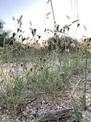 Picradeniopsis multiflora