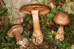 Cortinarius quercophilus