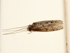 Ecnomidae