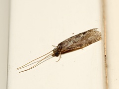 Ecnomidae