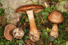 Cortinarius quercophilus