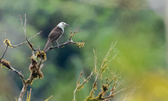 Campylorhynchus albobrunneus