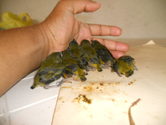 Euphonia hirundinacea