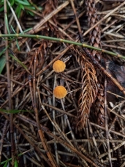 Marasmius pseudobambusinus