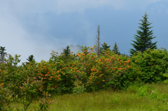 Rhododendron calendulaceum