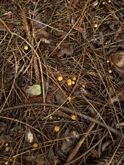 Marasmius pseudobambusinus