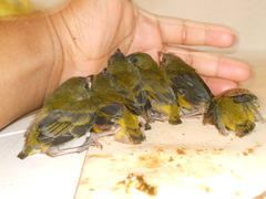 Euphonia hirundinacea