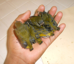 Euphonia hirundinacea