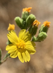 Deinandra mohavensis