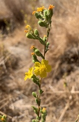 Deinandra mohavensis