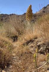 Deinandra mohavensis