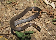 Dwarf Crowned Snake photo 2