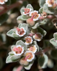 Euphorbia vallis-mortae