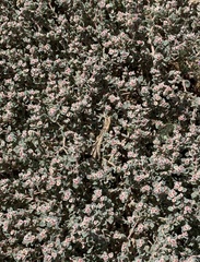 Euphorbia vallis-mortae